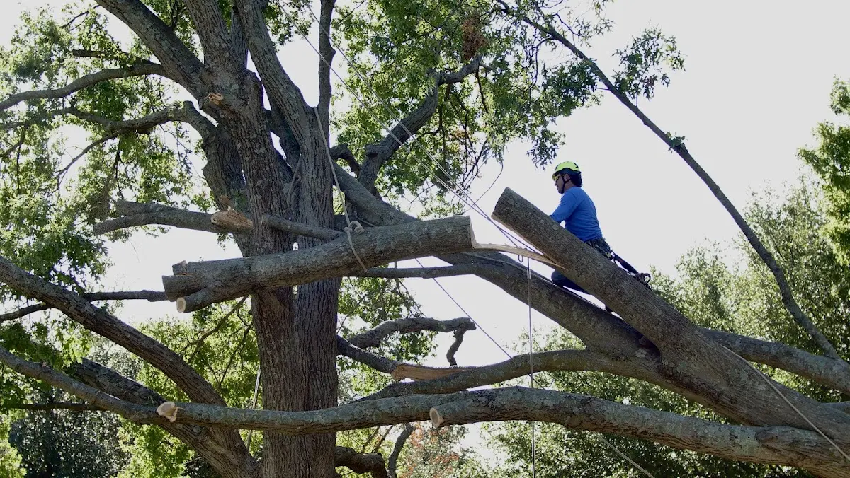 Professional Crown Thinning performed by certified arborists in West Rupert