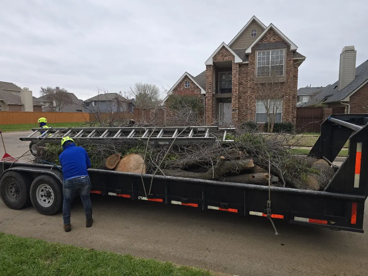 Expert Tree Pest Control with proper safety equipment in West Rupert